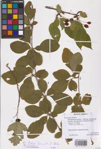 MHA0125957_1, Berberis vulgaris L., Eastern Europe, Central region (E4) (Russia)
