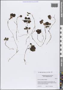 Pyrola grandiflora Radius, Siberia, Western Siberia (S1) (Russia)