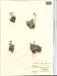 Smelowskia calycina (Stephan) C.A. Mey., Middle Asia, Pamir & Pamiro-Alai (M2) (Tajikistan)
