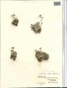 Smelowskia calycina (Stephan ex Willd.) C. A. Mey., Middle Asia, Pamir & Pamiro-Alai (M2) (Tajikistan)