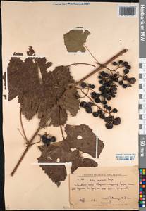 Vitis amurensis Rupr., Siberia, Russian Far East (S6) (Russia)