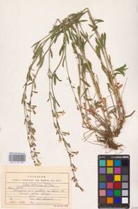 Silene tatarica (L.) Pers., Eastern Europe, Northern region (E1) (Russia)