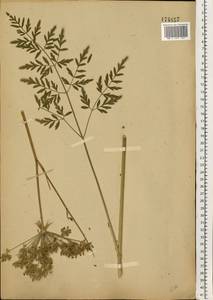 Silphiodaucus prutenicus subsp. prutenicus, Eastern Europe, Moscow region (E4a) (Russia)