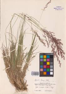 Agrostis capillaris L., Eastern Europe, Western region (E3) (Russia)