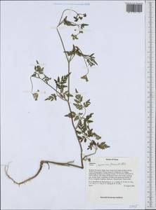 Torilis japonica (Houtt.) DC., South Asia, South Asia (Asia outside ex-Soviet states and Mongolia) (ASIA) (China)