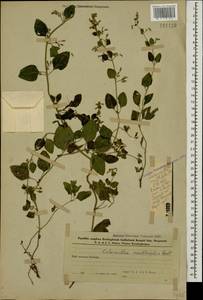 Clinopodium menthifolium, Caucasus, Azerbaijan (K6) (Azerbaijan)