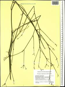 Froriepia subpinnata (Ledeb.) Baill., Caucasus, Black Sea Shore (from Novorossiysk to Adler) (K3) (Russia)