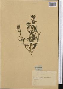 Chaenorhinum minus subsp. minus, Western Europe (EUR) (Not classified)