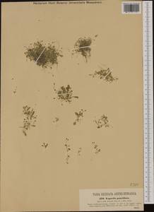 Hornungia pauciflora (W. D. J. Koch) Soldano, F. Conti, Banfi & Galasso, Western Europe (EUR) (Italy)