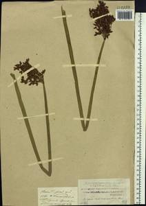 Schoenoplectus tabernaemontani (C.C.Gmel.) Palla, Siberia, Russian Far East (S6) (Russia)