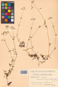 Cerastium holosteoides Fr., Siberia, Chukotka & Kamchatka (S7) (Russia)