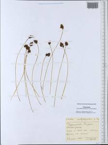 Carex subphysodes Popov ex V.I.Krecz., Middle Asia, Karakum (M6) (Turkmenistan)