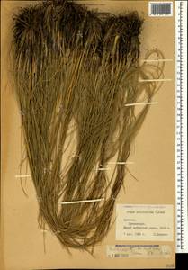 Stipa pulcherrima K.Koch, Caucasus, Armenia (K5) (Armenia)