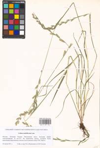 Lolium multiflorum Lam., Eastern Europe, Moscow region (E4a) (Russia)