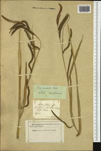 Carex pendula Huds., Western Europe (EUR) (Not classified)