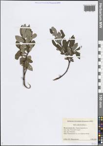 Salix phylicifolia L., Eastern Europe, Northern region (E1) (Russia)