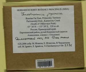 Forsstroemia japonica (Besch.) Paris, Bryophytes, Bryophytes - Russian Far East (excl. Chukotka & Kamchatka) (B20) (Russia)