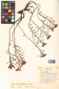 Phedimus middendorfianus subsp. middendorfianus, Siberia, Russian Far East (S6) (Russia)