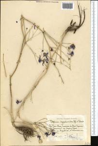 Delphinium longipedunculatum Regel & Schmalh., Middle Asia, Western Tian Shan & Karatau (M3) (Uzbekistan)
