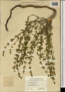 Stachys fruticulosa M.Bieb., Caucasus, Azerbaijan (K6) (Azerbaijan)