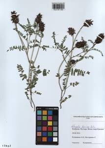 KUZ 001 403, Astragalus danicus Retz., Siberia, Altai & Sayany Mountains (S2) (Russia)