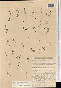 Koenigia islandica L., Mongolia (MONG) (Mongolia)