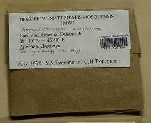 Homalothecium sericeum (Hedw.) Schimp., Bryophytes, Bryophytes - Transcaucasia (B13) (Armenia)