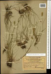 Agropyron cristatum (L.) Gaertn., Caucasus, Dagestan (K2) (Russia)