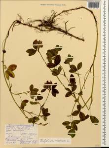 Trifolium medium L., Caucasus, North Ossetia, Ingushetia & Chechnya (K1c) (Russia)