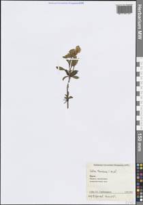 Cistus tauricus J.Presl, Crimea (KRYM) (Russia)