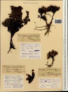 Saxifraga juniperifolia Adams, Caucasus, North Ossetia, Ingushetia & Chechnya (K1c) (Russia)