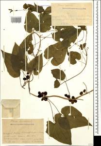 Dioscorea communis (L.) Caddick & Wilkin, Caucasus, Krasnodar Krai & Adygea (K1a) (Russia)