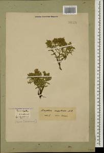 Ziziphora clinopodioides subsp. clinopodioides, Caucasus, Georgia (K4) (Georgia)