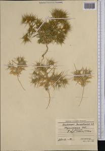 Ceratocarpus arenarius L., Middle Asia, Karakum (M6) (Turkmenistan)