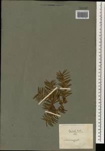 Taxus cuspidata Siebold & Zucc., South Asia, South Asia (Asia outside ex-Soviet states and Mongolia) (ASIA) (China)