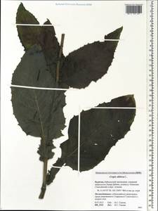 Crepis sibirica L., Siberia, Baikal & Transbaikal region (S4) (Russia)