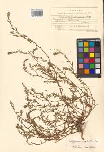 Polygonum aviculare subsp. neglectum (Besser) Arcang., Siberia, Russian Far East (S6) (Russia)