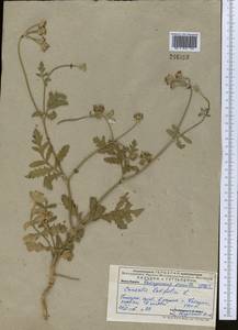 Turgenia latifolia (L.) Hoffm., Middle Asia, Pamir & Pamiro-Alai (M2) (Uzbekistan)