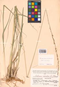 Molinia caerulea (L.) Moench, Eastern Europe, Moscow region (E4a) (Russia)