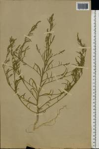 Corispermum hyssopifolium L., Eastern Europe, Moscow region (E4a) (Russia)