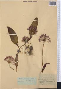 Allium nevskianum Vved. ex Wendelbo, Middle Asia, Pamir & Pamiro-Alai (M2) (Tajikistan)