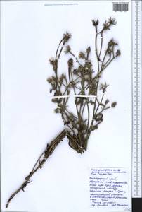 Picris pauciflora Willd., Caucasus, Black Sea Shore (from Novorossiysk to Adler) (K3) (Russia)