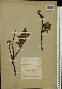 Salix reticulata, Eastern Europe, Northern region (E1) (Russia)
