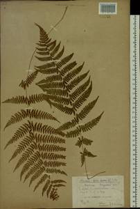 Athyrium filix-femina (L.) Roth, Siberia, Yakutia (S5) (Russia)