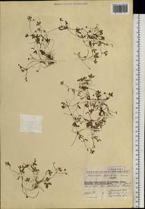 Ranunculus hyperboreus Rottb., Siberia, Chukotka & Kamchatka (S7) (Russia)