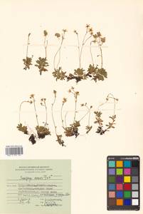 Micranthes merkii subsp. merkii, Siberia, Russian Far East (S6) (Russia)