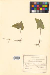 Maianthemum dilatatum (Alph.Wood) A.Nelson & J.F.Macbr., Siberia, Russian Far East (S6) (Russia)