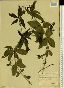 Rubia tinctorum L., Eastern Europe, Lower Volga region (E9) (Russia)