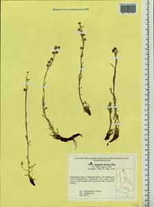 Artemisia furcata M. Bieb., Siberia, Chukotka & Kamchatka (S7) (Russia)