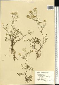 Rorippa sylvestris (L.) Besser, Eastern Europe, Central region (E4) (Russia)